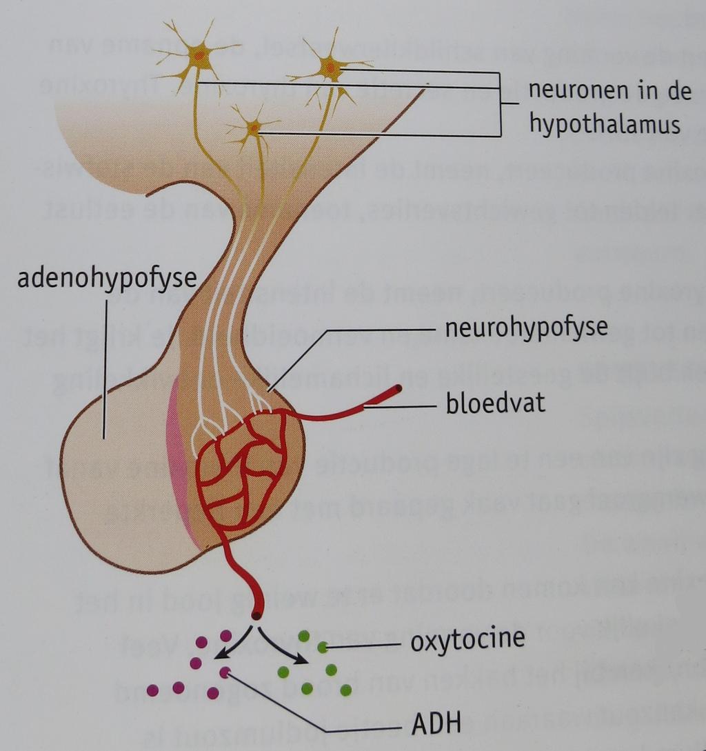 hormoonafgifte door zenuwcellen wordt neurosecretie genoemd. Afbeelding 5. Neurohypofyse.1 2.