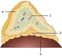 77 Nieren en bijnieren Wanneer de nieren onvoldoende zuurstof krijgen aangevoerd, produceren ze het hormoon epo (eytropoëtine).