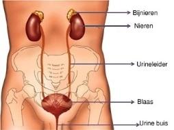 Ligging van de nieren en de bijnieren in het lichaam. 5 Afbeelding 11. Bijnieren: Boven op elke nier ligt een bijnier.