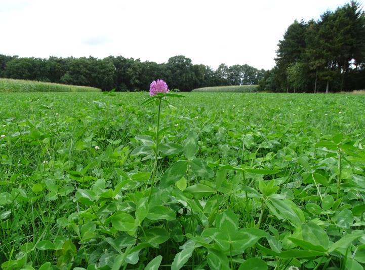 GRAS IN NAJAAR VERNIEUWEN?