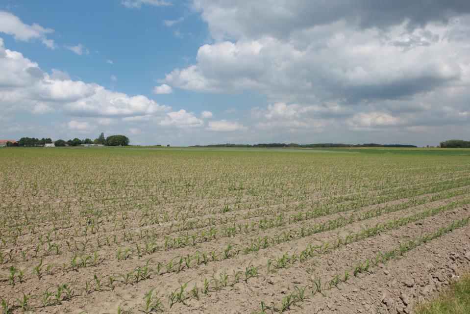 ONKRUIDBESTRIJDING Door de minder goede werking van herbiciden bij opkomst, hadden grassen en melganzevoet de kans om