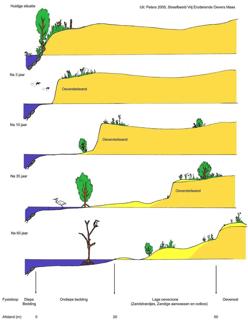 Figuur 2.1 Impressie ecologische en morfologische ontwikkeling vrij eroderende oever (Peters, 2005). In figuur 2.