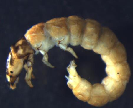 Gastropoda Het aandeel aan slakken wordt vooral gedomineerd door Potamopyrgus antipodarum. Aangetroffen. Ferrissia fragilis is in 2014 dominant aanwezig op locaties Mussenwaard en Gebrande Kamp.