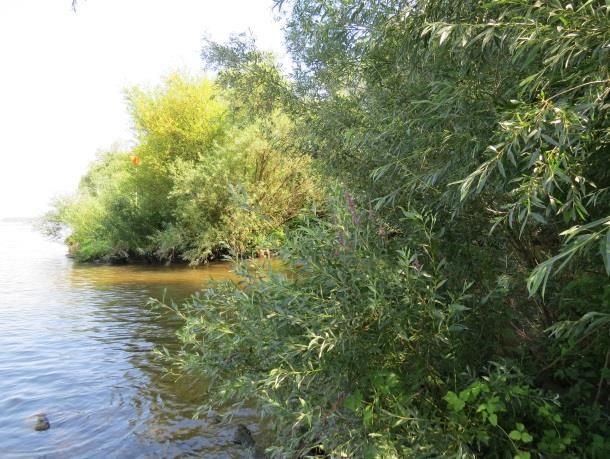 Landschappelijk zijn er geen wijzingen ten opzichte van 2012. Aan de rivierkant komt lokaal rivierfonteinkruid voor. In de nevengeul is kleine egelskop aangetroffen.