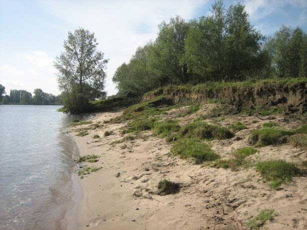 In 2008 bevonden zich lokaal enkele steilwandjes met zandige rivieroevers, meestal ontstaan doordat de oeverbestorting wat was verzakt of weggeslagen.