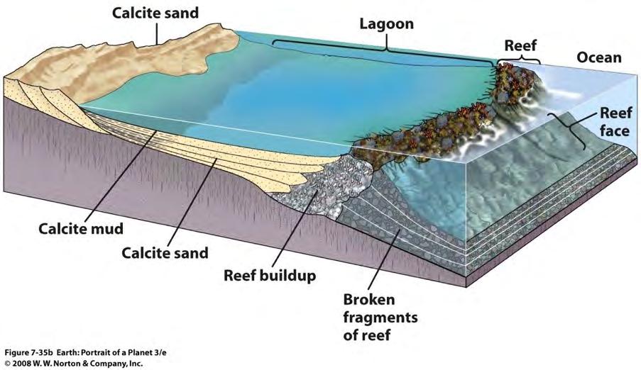 Carbonaat afzetting Diep water enkel maar CaCO3-rijk micro-organismen Foraminifera en Coccolithophorids In omgevingen met