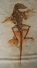 Solenhofen limestone: Duitsland, 150 miljoen jaar oud Archeopteryx, een