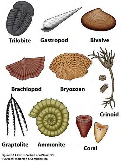 Beste biostratigrafische fossielen zijn de