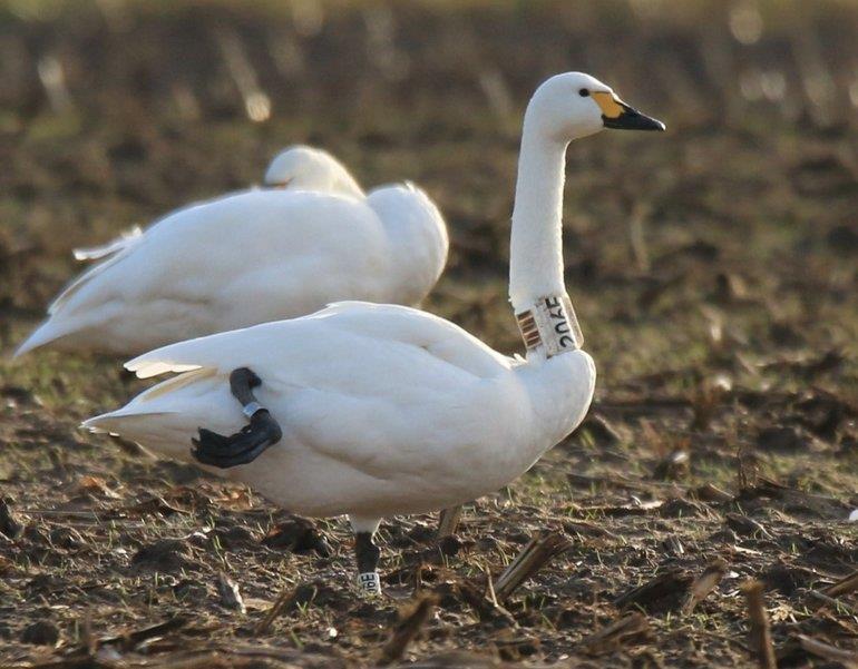 kranswieren. In de loop van de winter verruilen ze het water voor akkers, waar ze op zoek gaan naar oogstresten van mais, biet en aardappel.