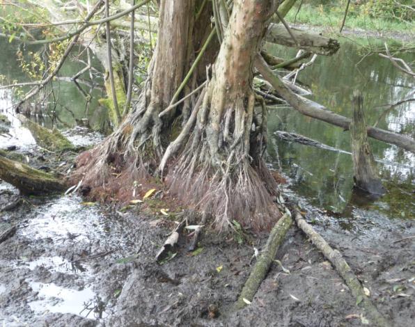 Sommige bomen hebben, omdat ze lang in het water staan, bijzondere wortels gevormd. Daardoor lijken ze op mangrovebomen. Hiervoor hoef je dus niet eens naar de tropen!