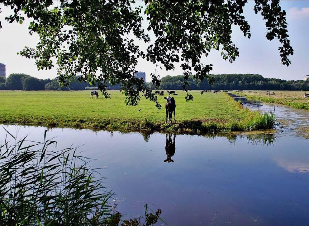 landschapstype grondsoort Utrechts-Hollands