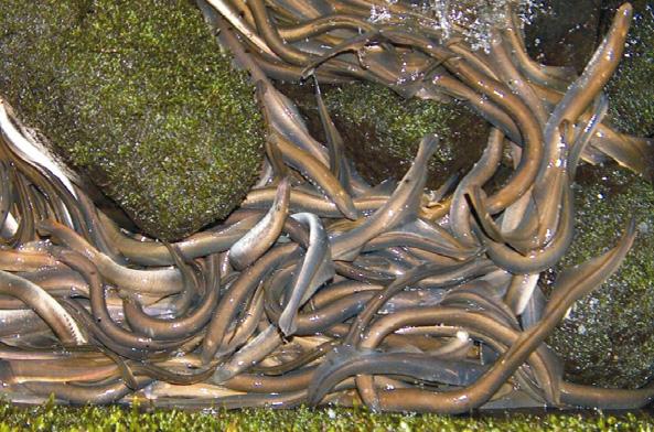 In de opstuwingszones treedt afzetting van fijne sedimenten en aanzanding van het natuurlijke bodemsubstraat op.