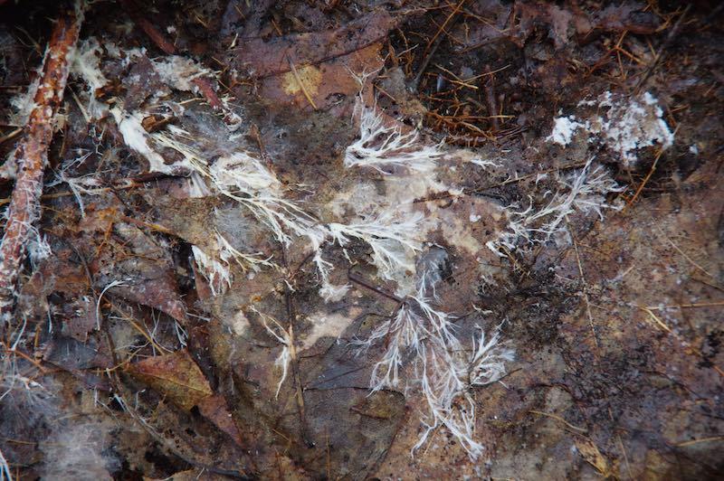 organismen, los van dieren, planten en bacteriën. mycelium of zwamvlok Een paddenstoel is dus het vruchtlichaam van een schimmel.