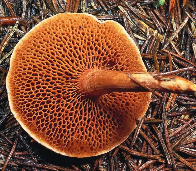 Eetbare paddenstoelen, een culinaire verrijking 86 elf paddenstoelen kweken 92 Giftige paddenstoelen 102 Kinderen en paddenstoelen 115