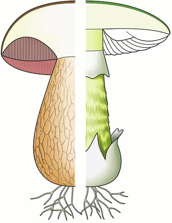 13 Welke paddenstoel is dat? In dit boek beschrijf ik voor natuur- en paddenstoelliefhebbers meer dan 270 van de meest voorkomende soorten paddenstoelen in West-Europa.