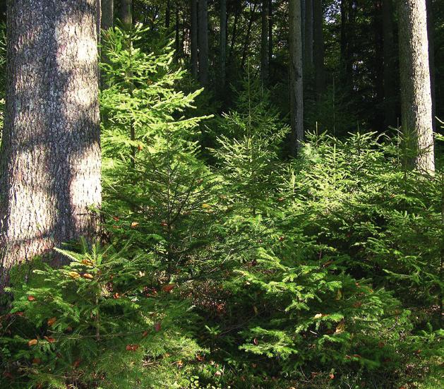 13 Paddenstoelen en bomen Haagbeuk (arpinus betulus) De haagbeuk bereikt een hoogte van 5 25 m.