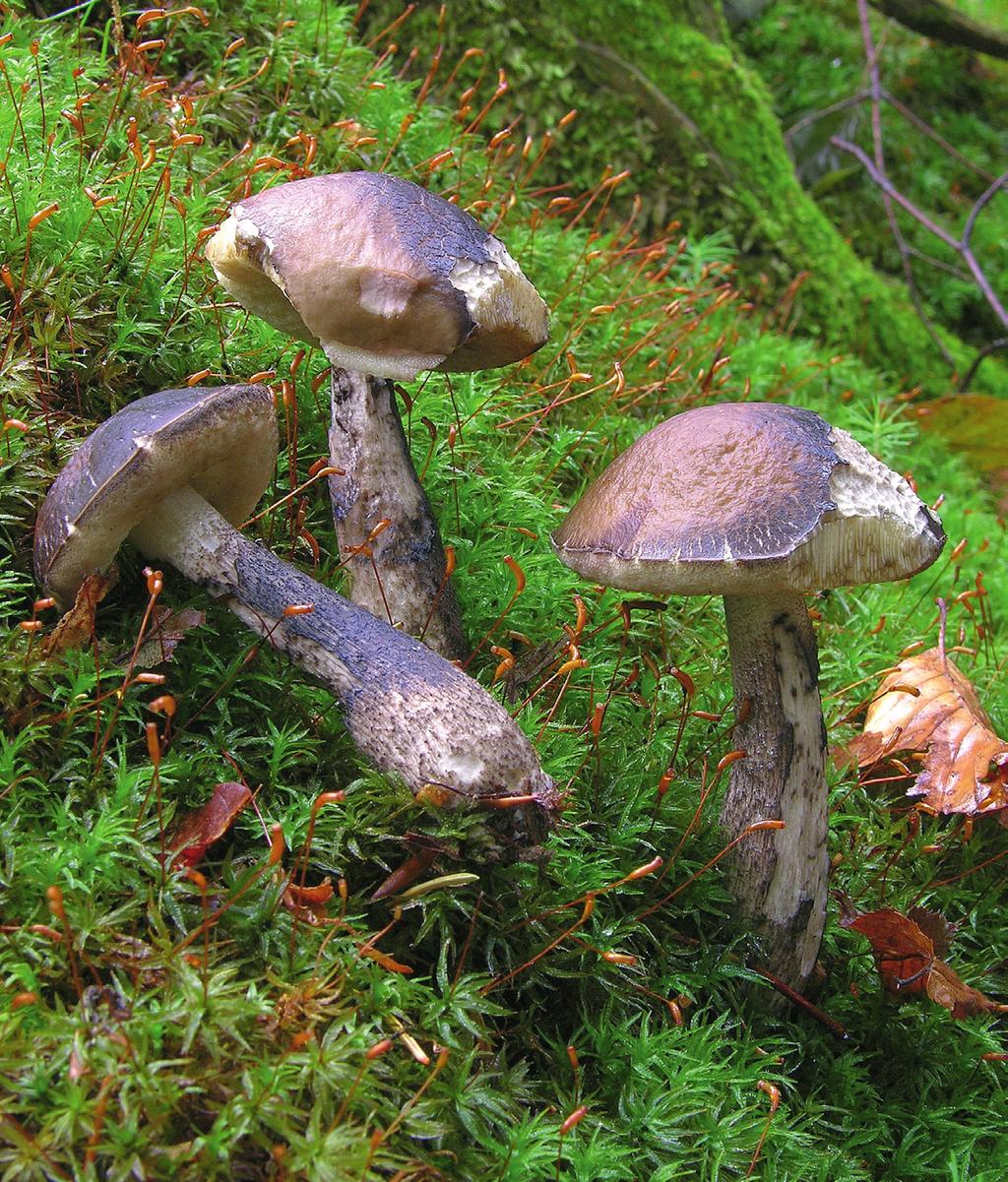 door de introductie van kunststoffen. SHIELPARTNERS De haagbeukboleet (Leccinum griseum) is een mycorrhizaschimmel van de haagbeuk.