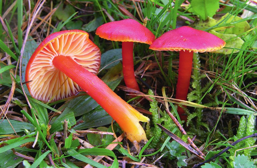 reed aangehecht en soms iets aflopend. STEEL Kersenrood tot oranjerood, naar de basis toe lichter. ilindrisch, oppervlak glad, langsvezelig en bros. VLEES Kersenrood tot oranjerood, waterig.