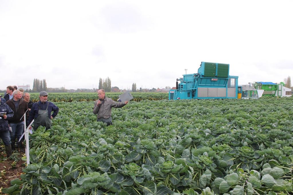 De teelt van spruitkool = een ketting,