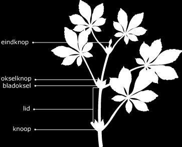 2. Bouw van planten en hoe functioneren ze? 2.2. Stengel Functies - Draagt de bladeren - Stevigheid - Transport - Opslag van