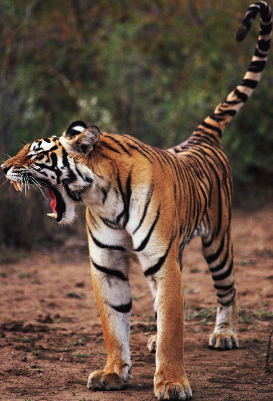 De lange staart helpt de tijger om tijdens een sprong in evenwicht te blijven. Ook geeft een tijger net als een huiskat signalen met zijn staart. Als hij kwaad is, slaat hij ermee heen en weer.
