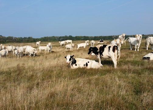 Marten Annema (Evides) bij een infiltratieplas in de duinen. Daarnaast was het de bedoeling het duingebied, en met name de duinvalleien, vochtiger te maken.