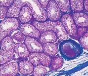 Binnen de afvoergangetjes wordt door kliercellen een vloeistof afgescheiden, de zaadvloeistof, zodat de spermatozoïden met een vloeistofstroom in de bijbal terechtkomen.