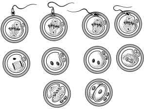 THEMA 6 VOORTPLANTING 15 braan, zodat een tweede spermatozoïde niet binnen kan. Pas nu gaat de tweede meiotische deling van de oöcyt verder (5) en wordt de eicelkern gevormd.