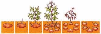 2 THEMA 6 VOORTPLANTING Afb. 6.1 Aardbeiplant met uitlopers 1 Voortplantingswijzen Afb. 6.2 Bryophyllumblad 1.