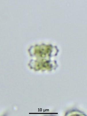De cellen van deze soort zijn erg klein: 7 10 µm lang en 10 12 µm breed.