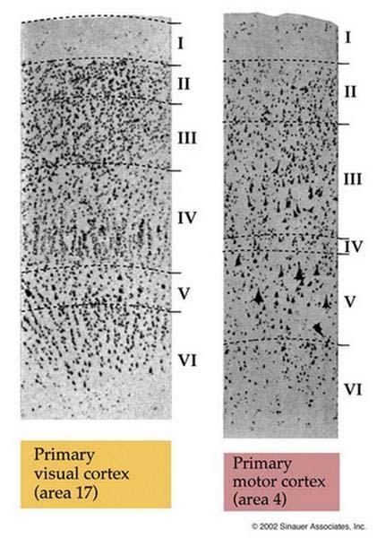 pagina 13 van 28 De afbeelding laat een detail zien van een doorsnede door de cerebrale cortex. In de primaire visuele schors is laag V veel dunner dan in de primaire motor cortex.