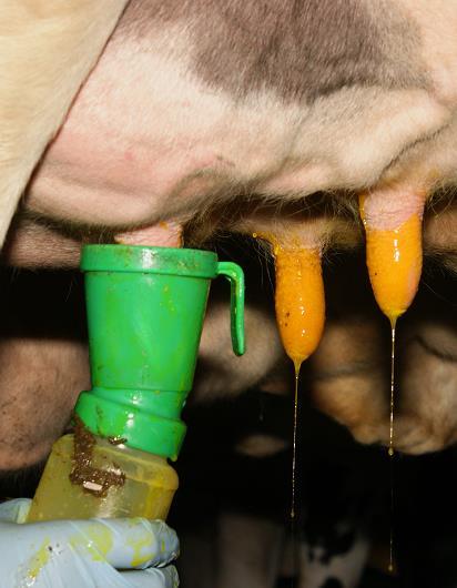 Wel of geen droogstand? En een goede uiergezondheid zonder antibiotica? Een goede droogstand is essentieel voor een goed vervolg in de lactatie.