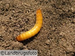 Ritnaalden (koperwormen) Harde donkergele larven, ze boren zich in de wortels. Ook vaker voorkomend in pas gescheurd weiland.