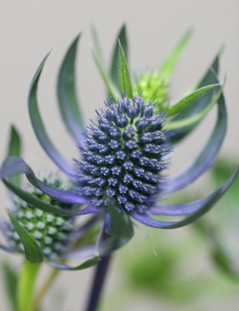 +-2000 Eryngium