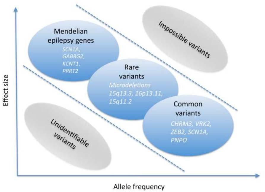 The dimensions of the genetic architecture of the epilepsies
