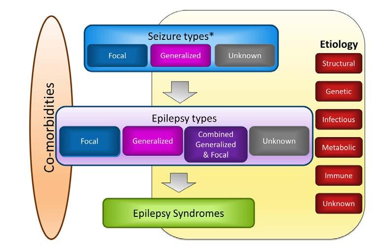 ILAE classification of the epilepsies: Position paper of the ILAE Commission for Classification and Terminology Epilepsia Volume 58,