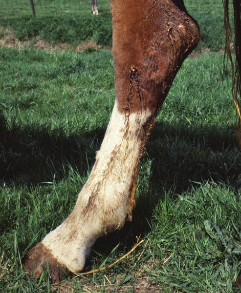 Afbeelding 7: Doorbreken van lymfeknopen op andere plaatsen van het lichaam bij een paard met verslagen droes. Afbeelding 8: Tracheotubus bij een ernstig benauwd paard als gevolg van droes.