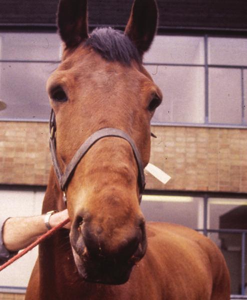 Afbeelding 9: Oedeem van het hoofd bij een paard met purpura hemorrhagica. Afbeelding 10: Oedeem van de benen bij een paard met purpura hemorrhagica.