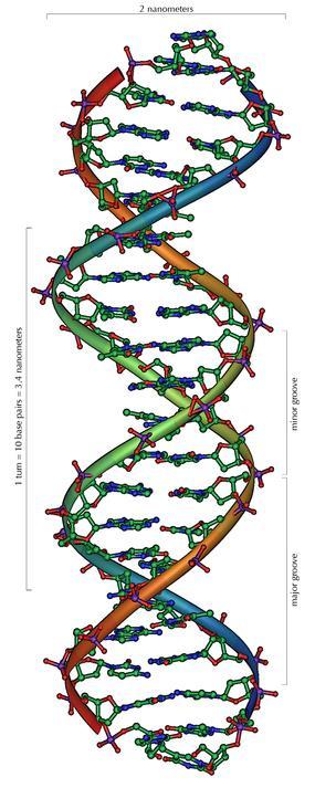 Famillement Leeuwarden DNA een overzicht, toegespitst op Y-DNA Gerrit Woertman