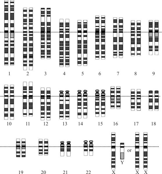 23 paar chromosomen in
