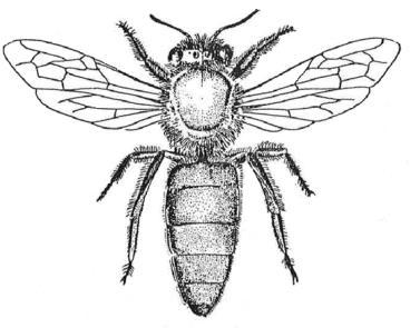 3.2. Welke bijen wonen er in de bijenkast?