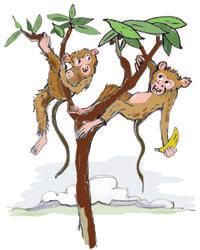 Ape is slim, hulle kan hoog in bome.