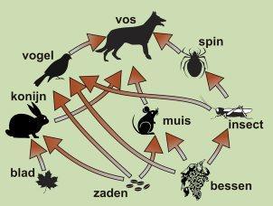 Voedselketen De voedselketen is de manier waarop we de natuur ordenen: wie eet wie?