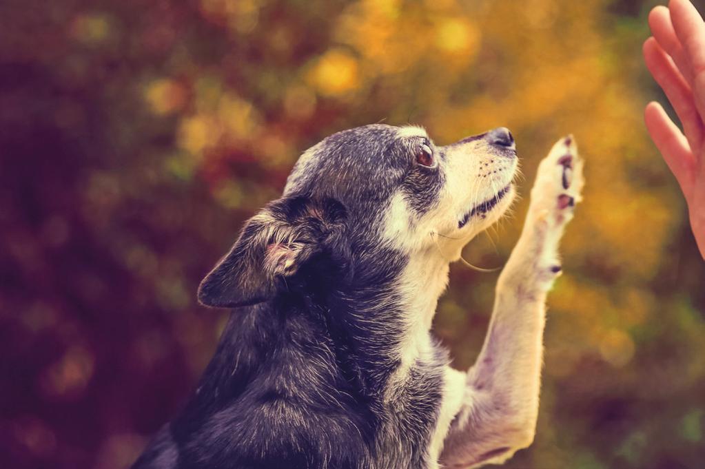 Is je hond toch door de zon verbrand? Dan kan, net als bij mensen, de huid rood worden. Ook kunnen er blaren ontstaan. Ga in ernstige situaties naar de dierenarts.