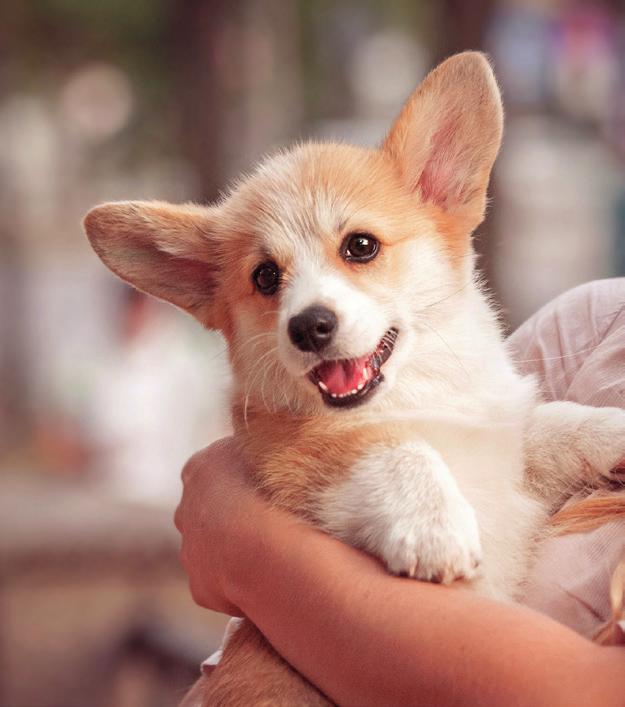 EHBO Tips Anaalklieren Elke hond heeft links en rechts van de anus een anaalklier, die via een kanaaltje in verbinding staat met de anus.