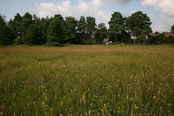 Dit zijn drassige graslanden die jaarlijks gemaaid worden. Ze drogen in de zomer oppervlakkig en zijn vaak vrij voedselarm.