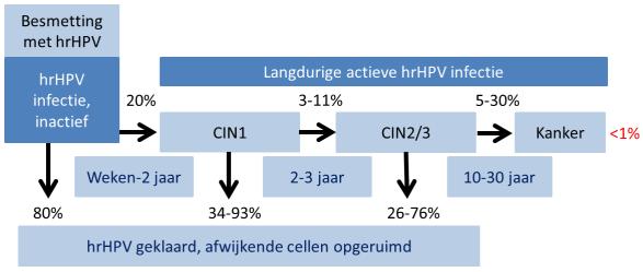 Ontwikkeling van hrhpv infectie tot