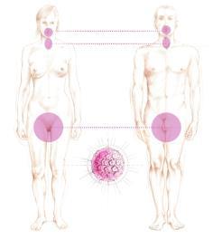 hrhpv % vrouwen met HPV besmetting per leeftijdsgroep Stelling HPV kan overgedragen worden door huidcontact rond de schaamstreek Huidige bekende besmettingswegen hrhpv Contact tussen slijmvliezen,