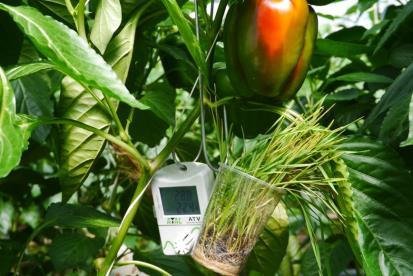 Project Duurzame bladluisbestrijding in vruchtgroenten onder glas, BO-25.