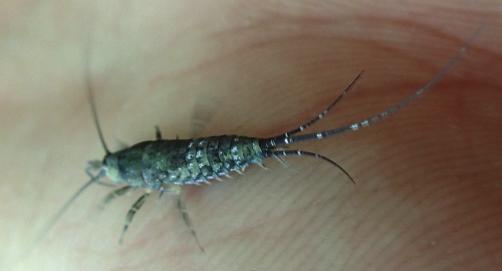 245 OSTRACODA Mosselkreeftjes Ostracoda worden niet vaak gemeld.